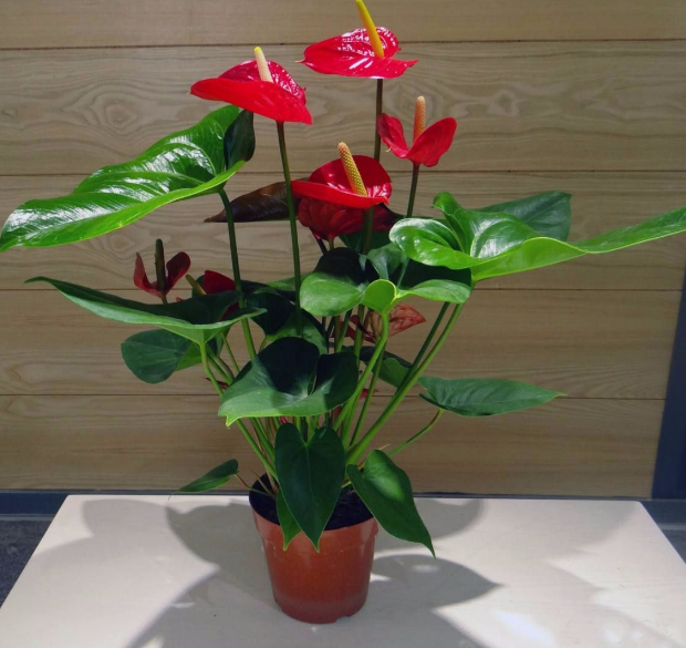 红掌，作为祥瑞花卉！到了冬季该如何盆栽养护？