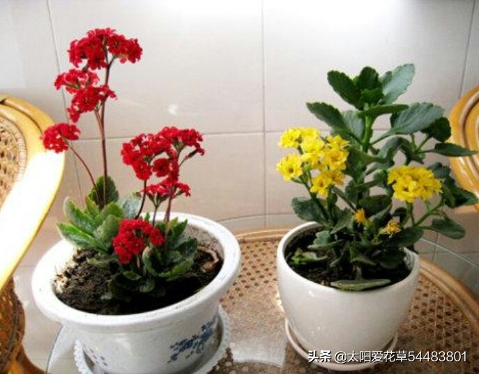 秋天养殖长寿花掌握好4个点，不徒长，早开花