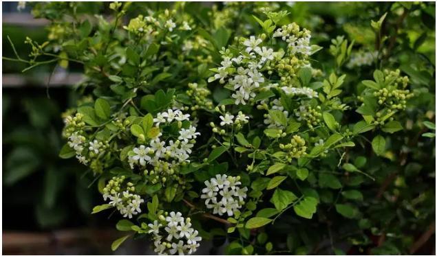 这款花卉值得入手,花香浓郁,养护简单,适合新手花友 这款花卉值得入手,花香浓郁,养护简单,适合新手花友