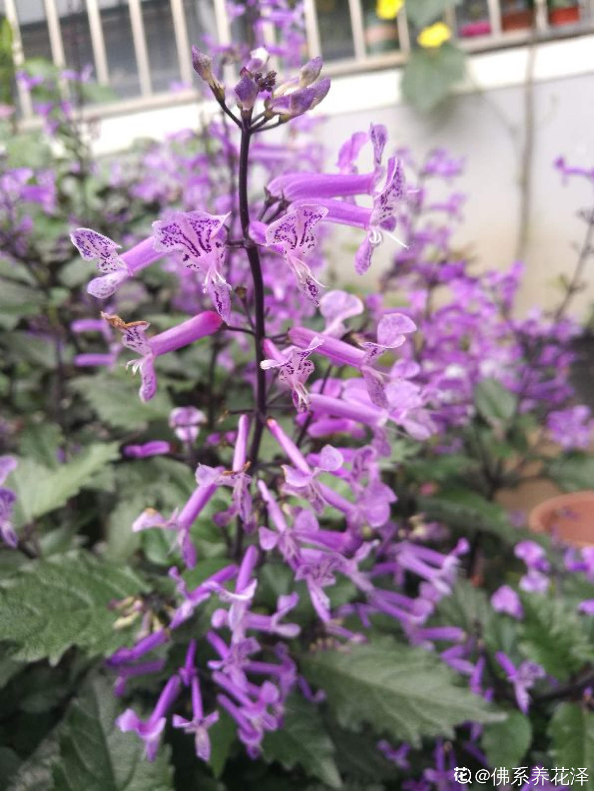 薰衣草中的“艺术品”，名叫莫奈薰衣草，皮实好养开花多