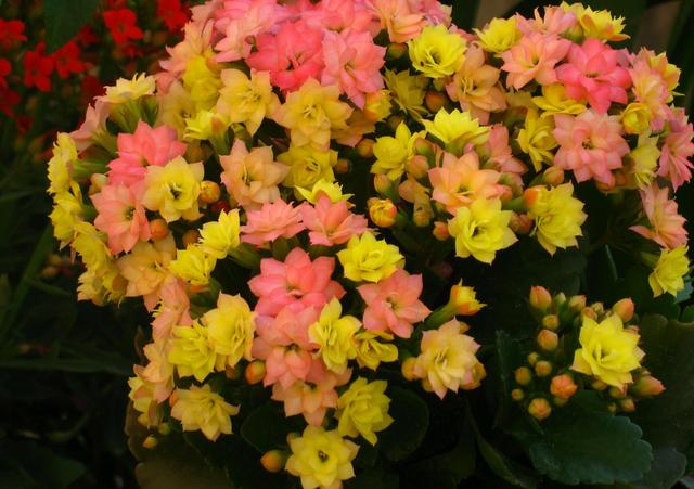 长寿花“变色龙”—花色会变的盆栽花，一树多色花，奇特而美丽