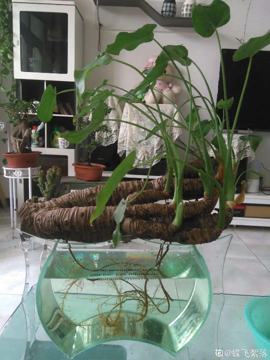 半死不活的花，扔水里，突然长疯了