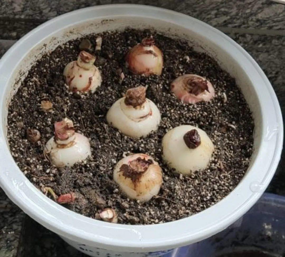 过完年，垃圾桶周围多了不少花，又要开始捡破烂儿了