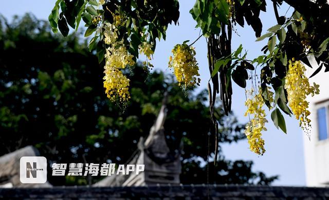 福州最耀眼的花树还是泰国国花,小心其果实有毒 福州最耀眼的花树还是泰国国花,小心其果实有毒