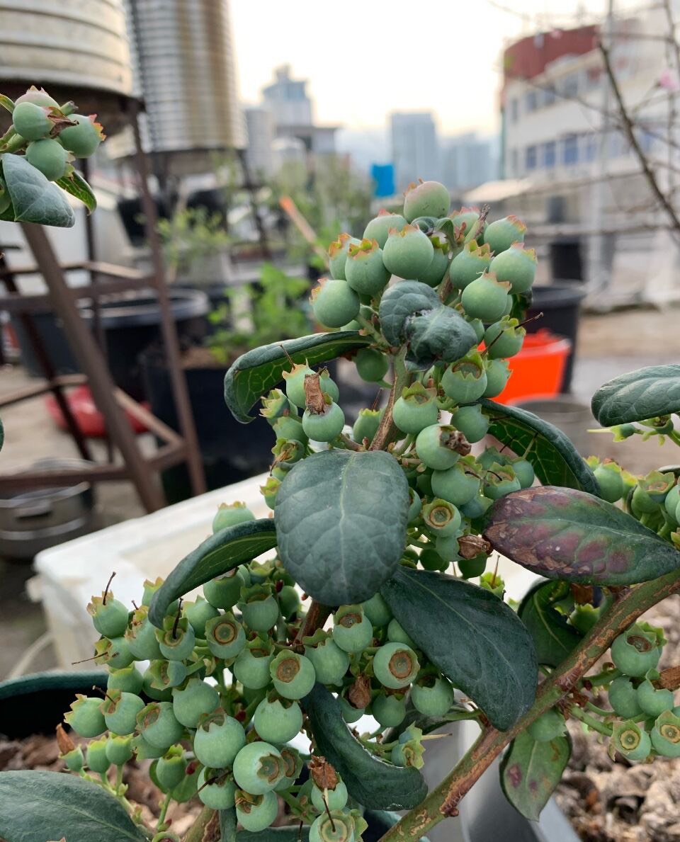 阳台养蓝莓，学会一招，果实累累，一棵结果好几斤