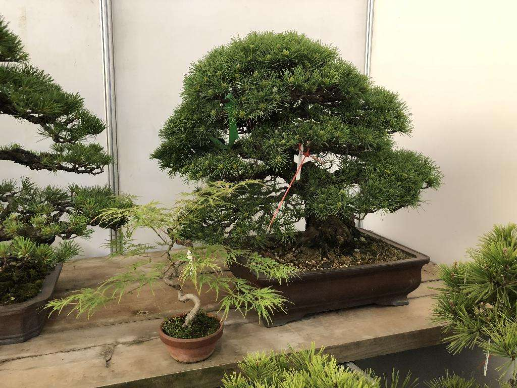 这5种盆景，高端大气上档次，养在家里赏心悦目