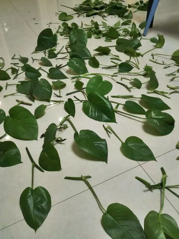 4种花随便掐个枝就活，新手花友别错过，养起来太简单！