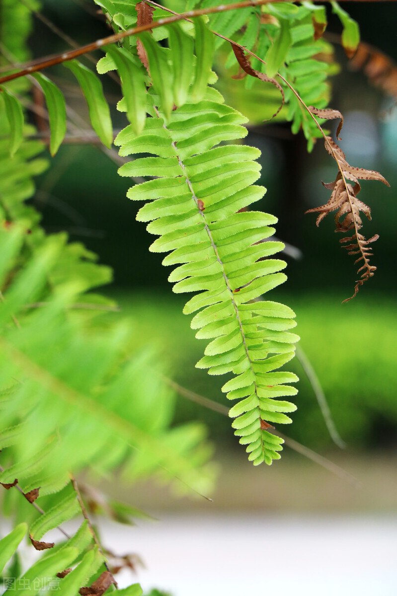 这些植物都可水培！一抹绿意，让家清新