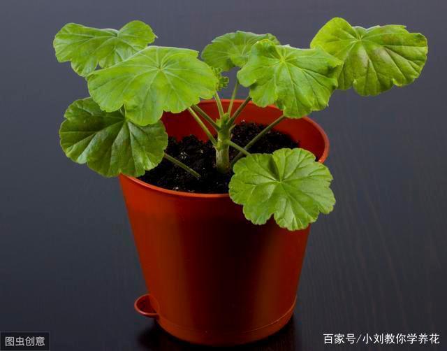 喜欢天竺葵不用买，掐根枝条埋盆里，当年开成“大花球”
