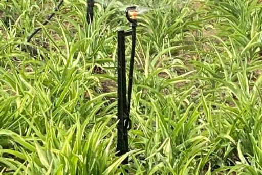 节水护水丨园林绿化节水有新招