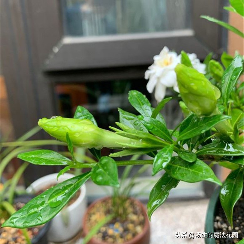 栀子花爆花小技巧，花苞蹭蹭冒，香气太迷人