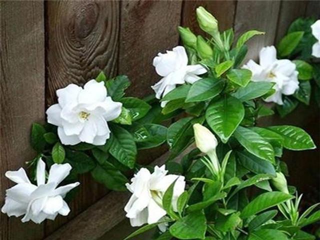 4种耐热花，天热不要“断粮”，多浇一壶水，或许就能多开一茬花