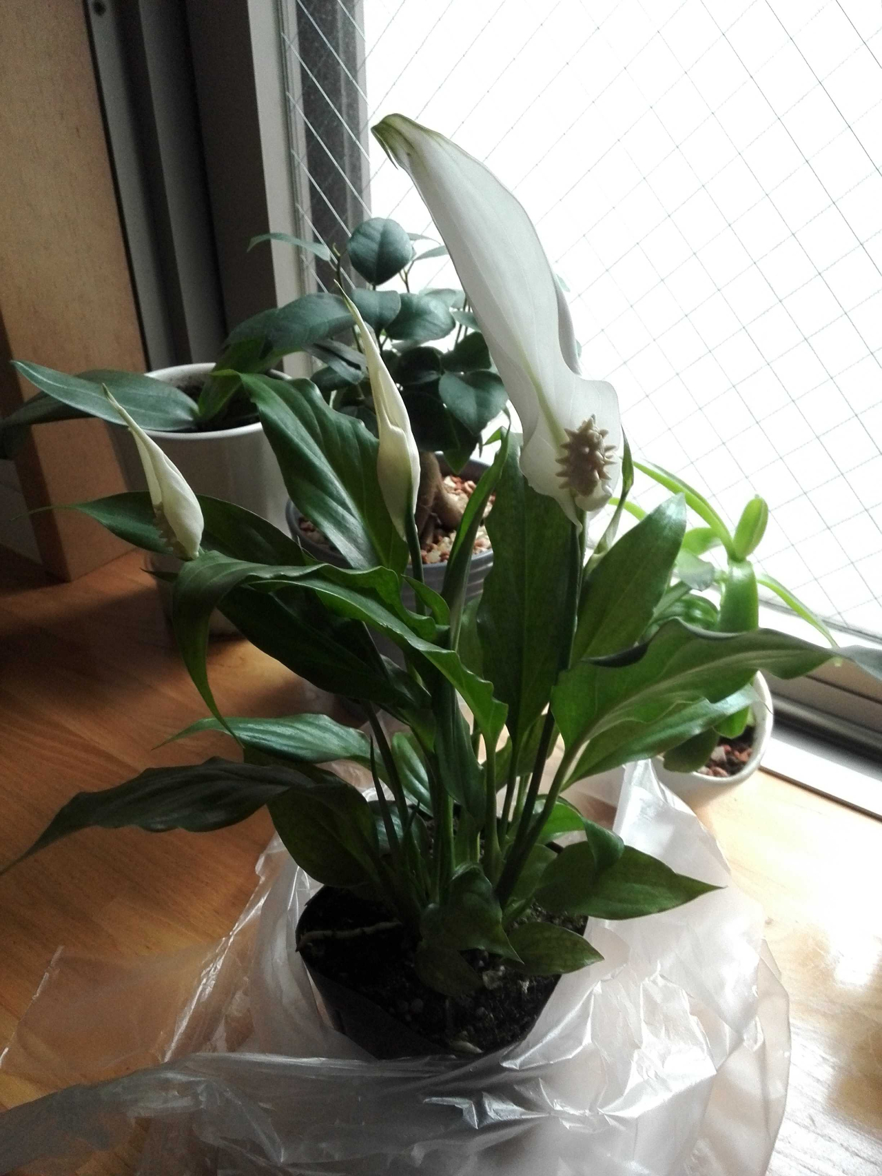 刚买回家的植物是否要换盆？如何让它们生长健康，开花旺盛？