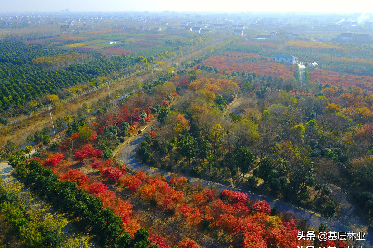  “要开展大规模国土绿化行动”——将给哪类苗木带来“钱”途
