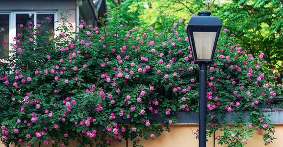 农村院子种植养花要选这种花，花色艳丽，香味浓郁，攀爬能力强