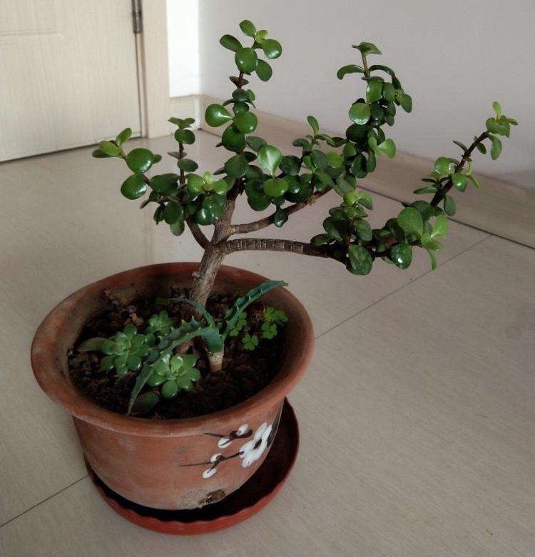 养花浇花就用这类东西，既能补水又能增肥！还能兼顾垃圾处理