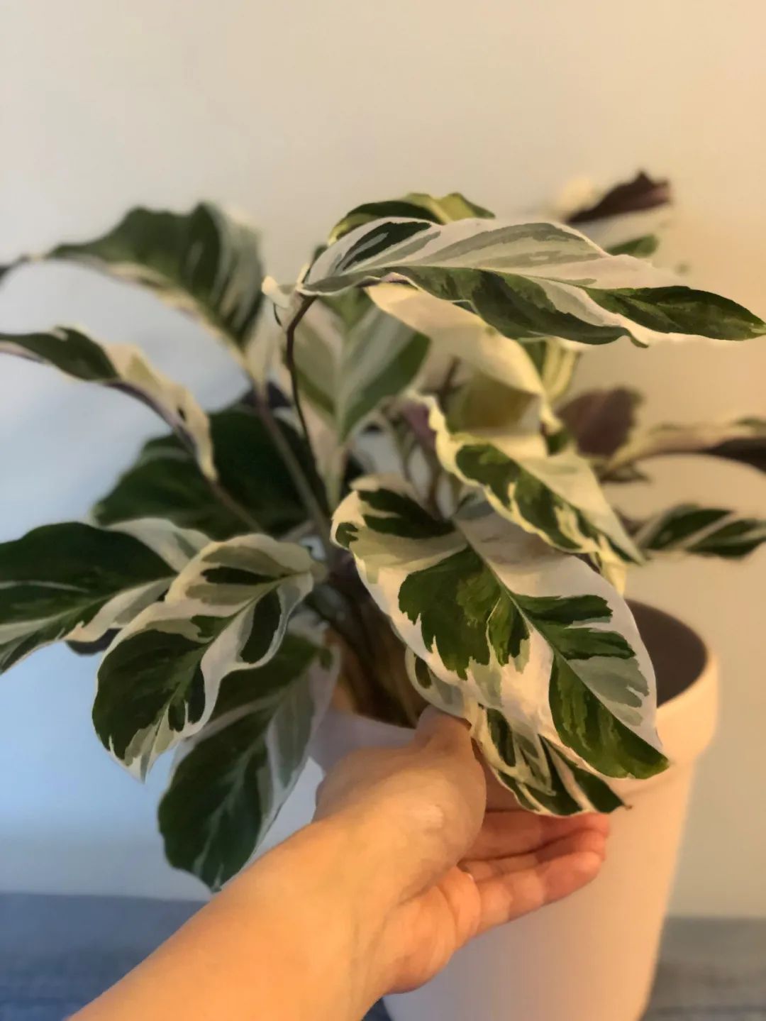 身价不菲的油画竹芋、马赛克竹芋和叶蝉竹芋，知道为啥易焦边吗？