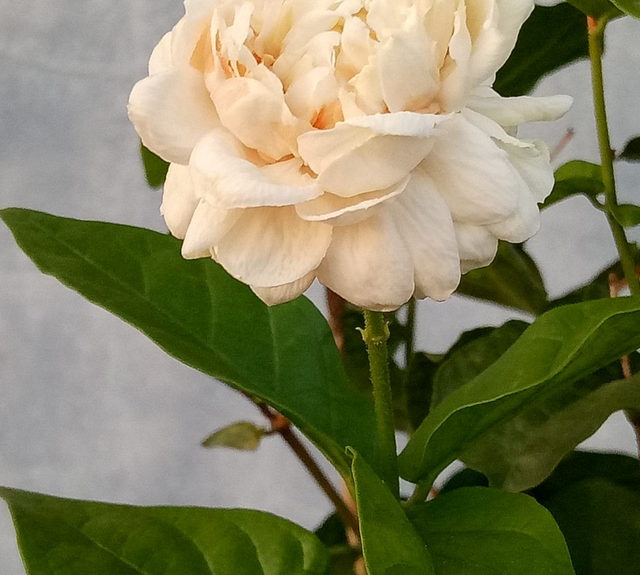 优秀的盆栽茉莉花，花大美丽，芬芳馥郁，一起来看看