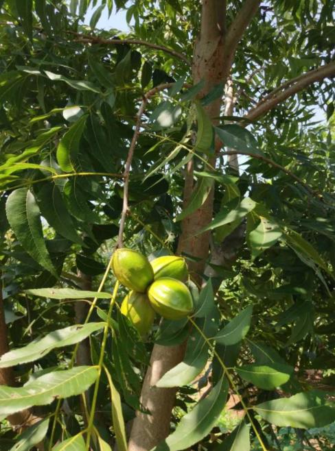 薄壳山核桃造林技术的要点