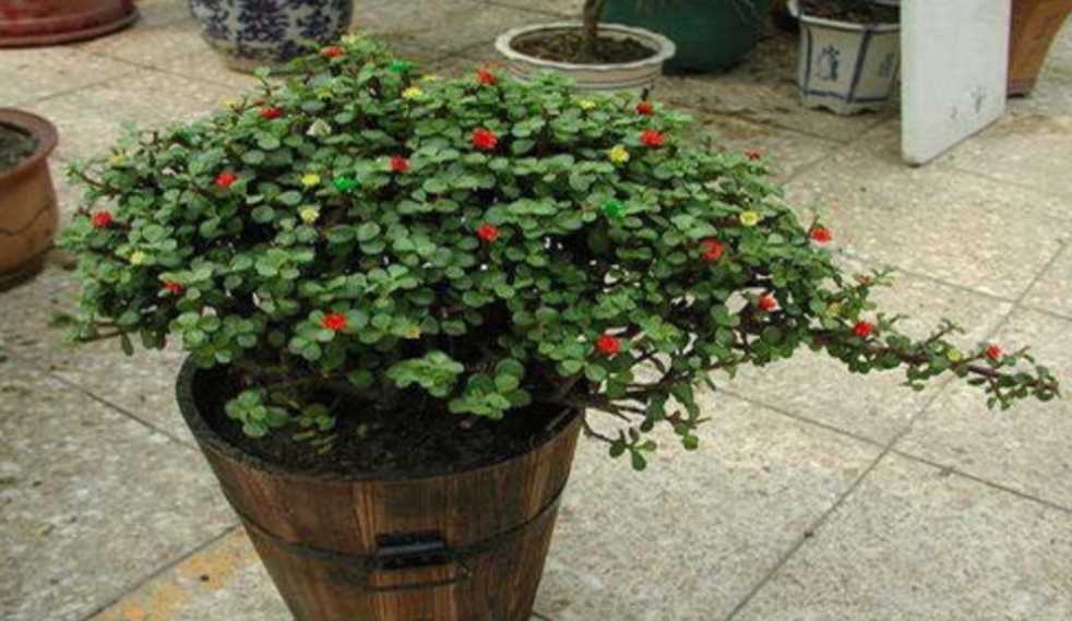 买花卉盆栽，很容易上这“5种当”，选花时要观察仔细