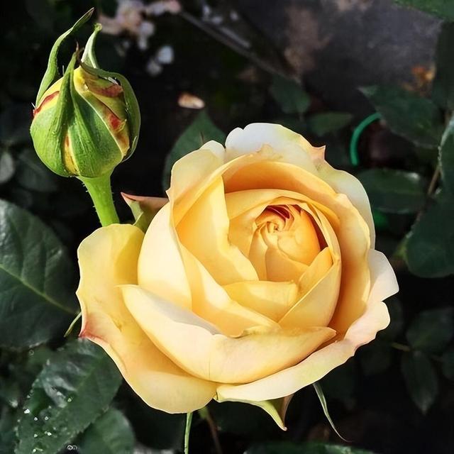 家门口养几盆“强悍”月季，不怕暴晒不怕淋雨，丢外面花开满枝头