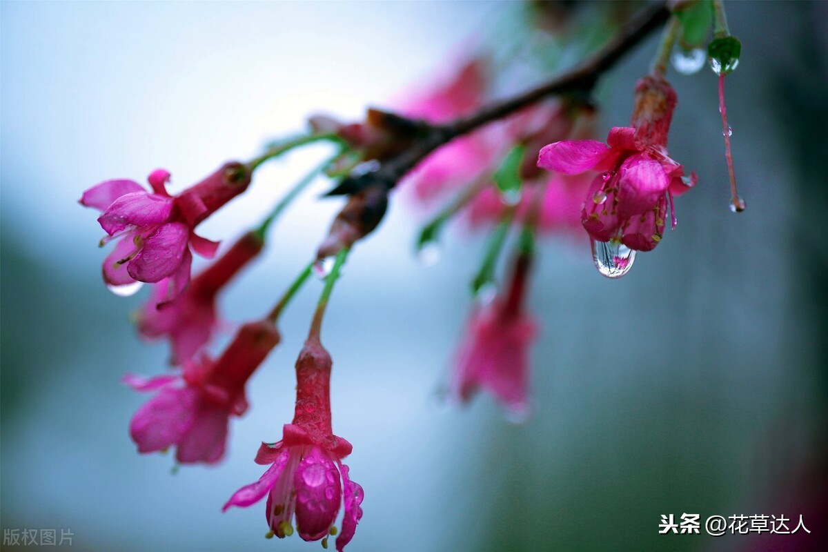 什么季节移栽紫荆花最容易成活