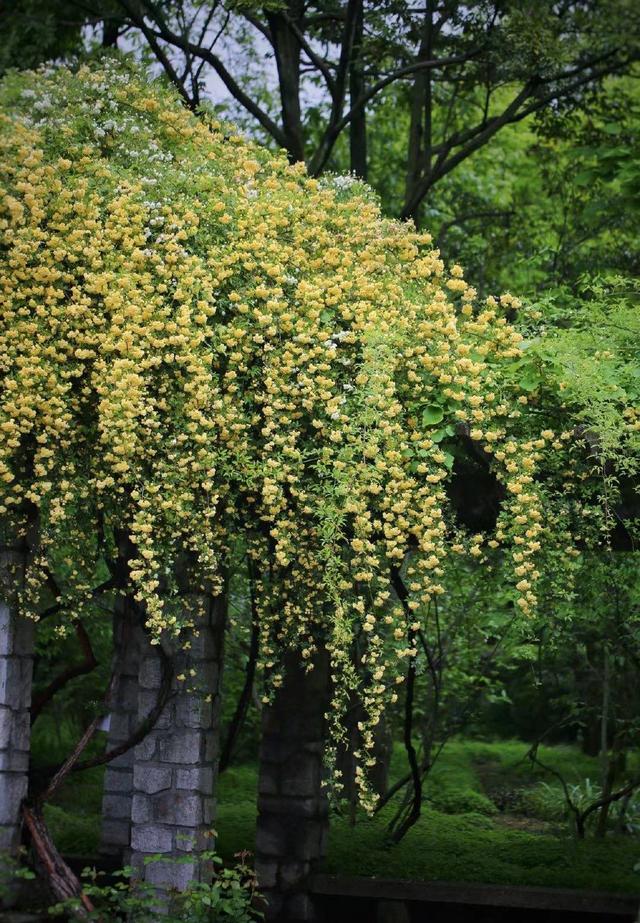 这种花不怕冷，好养易活，适合秋冬季节栽种，慢慢长成一片“海”