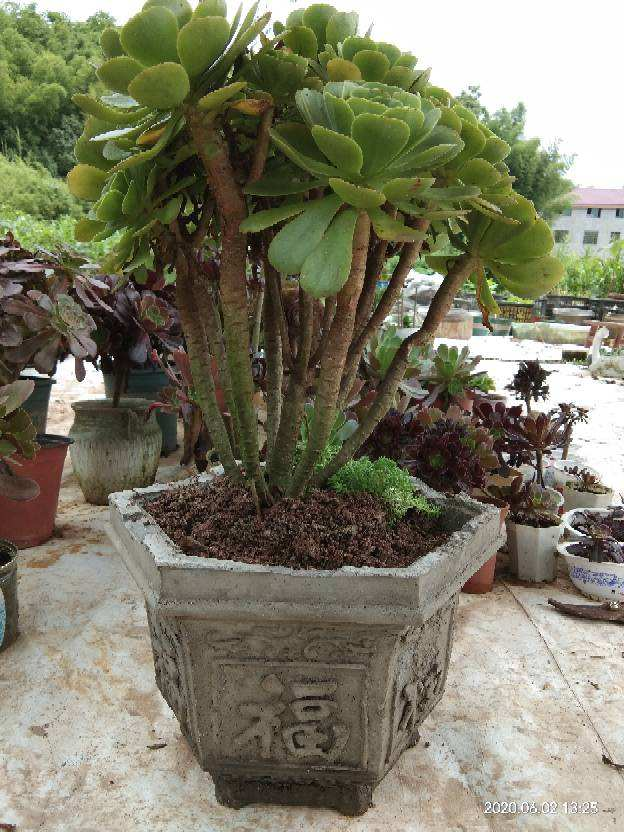 不同的花要用不同花盆，选对了花开爆盆，选错了黄叶烂根