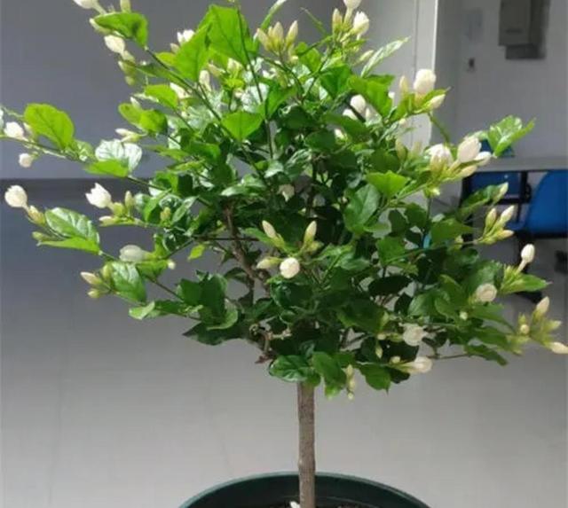 家里养7种花，清新雅致又养人，关键还好养