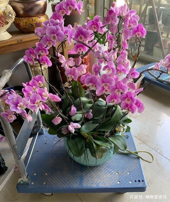 有品位的人，都养这“3种高端花”，放在客厅，瞬间提高档次