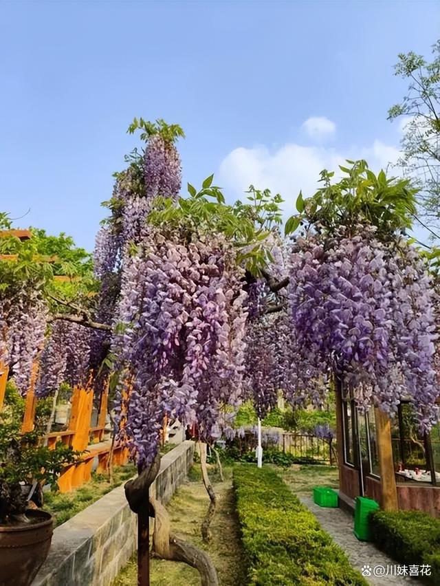 分享4种适合新手的漂亮花，每一种都好似瀑布，轻松养爆盆