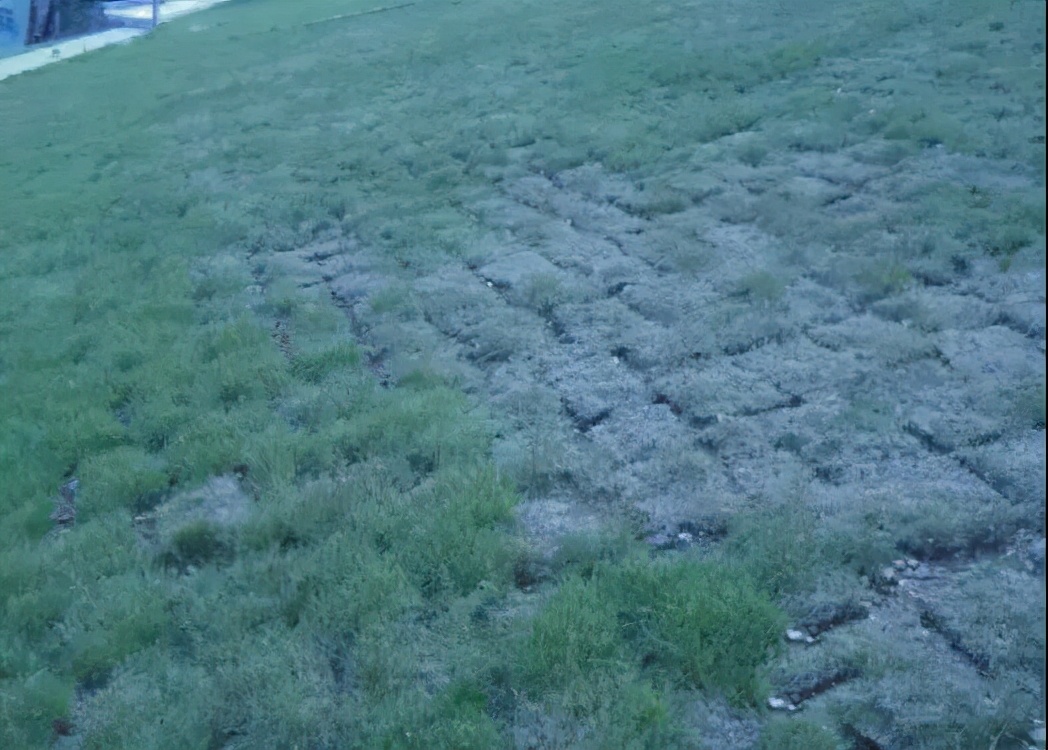 干旱缺水黄化的草坪治理对策