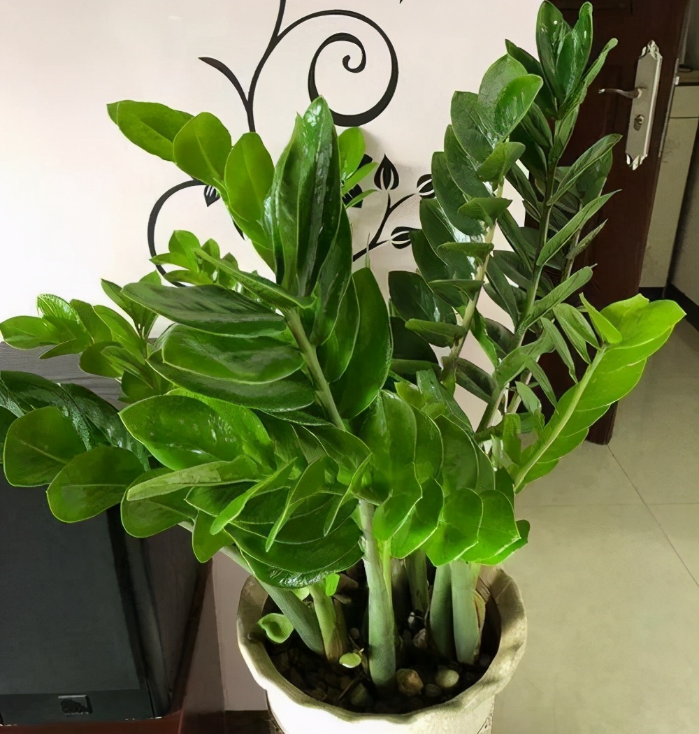 冬天养金钱树，出现落叶、黑枝？赶紧挖出来处理，还有救