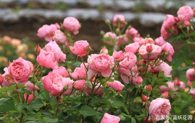 月季夏季需要遮阴吗？很多人都做错了