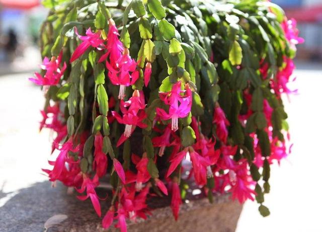 “喜欢养花却总把花养死”：别担心，这3种花卉种植技巧分享给你