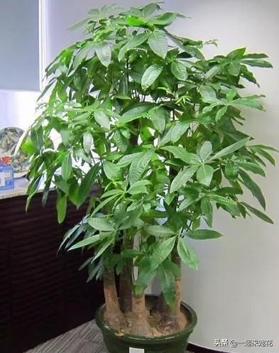 养花用盆有讲究，“富花”大盆栽，“穷花”挤着养