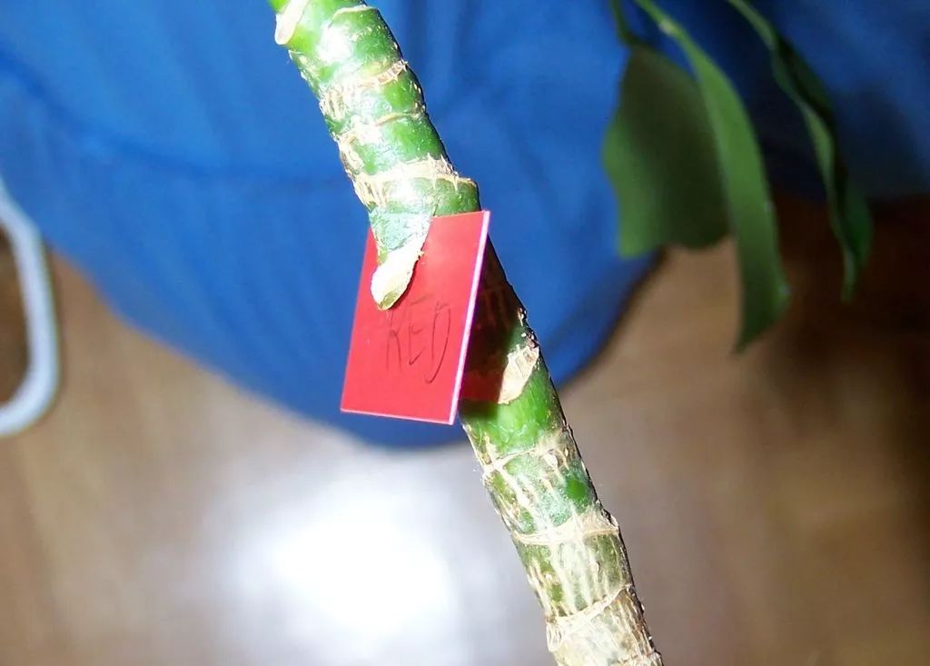 可以尝试一下高枝压条法很多朋友在进行高枝压条繁殖的时候,都需要在