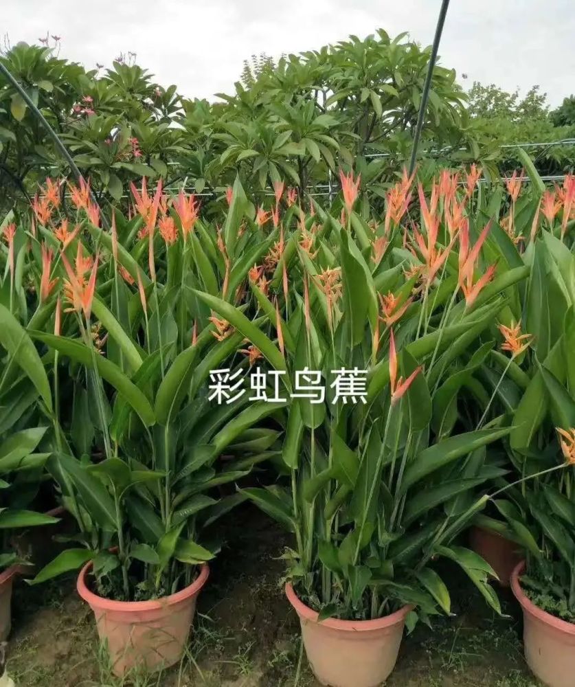 秋天常用的38种花境植物，比第一杯奶茶香