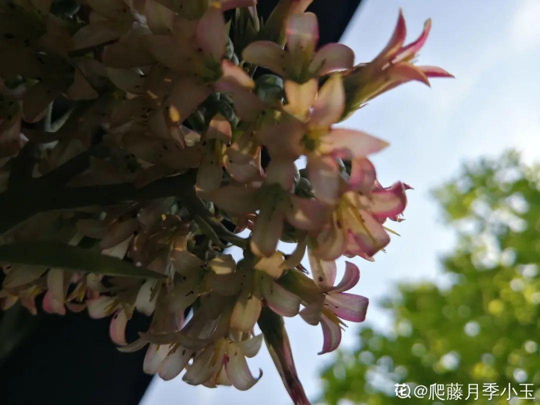 多肉开花会死？别担心，开完砍一刀，活得好好的