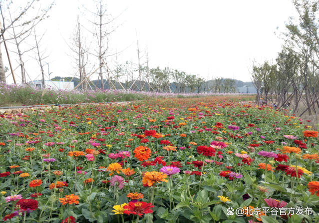 平谷区园林绿化局：绿色能量助推文明城区创建提质升优