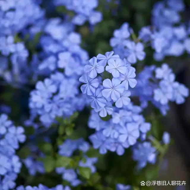 蓝雪花的花期到了，养护中做到“3个适当”，开花像“巨型花球”