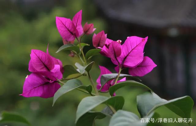 三角梅爆花了，“3件傻事”不能做，避免花苞掉落