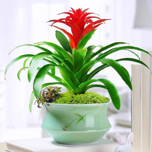 5种花难复花，别再期待了，都是些“一次性花”，介意就不要养