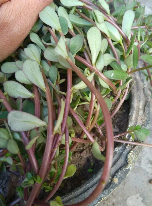 3种“长寿菜”别出门挖了，阳台种一点，够吃大半年