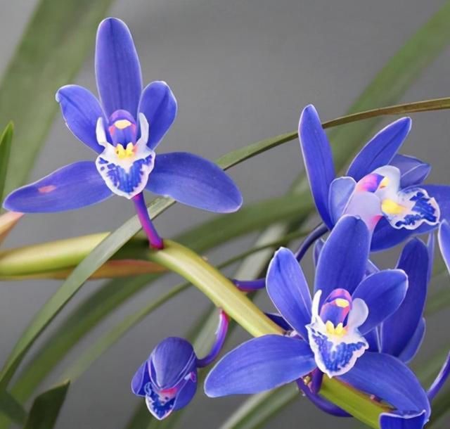 此兰可入手，花色宝蓝，芳香四溢，人称花中劳模