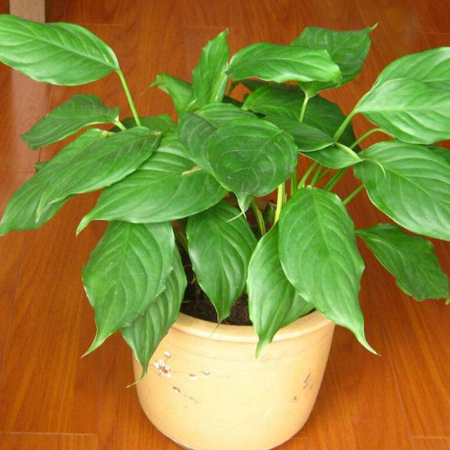 这5款花草盆栽难度低，观赏价值却很高，特适合园艺新手