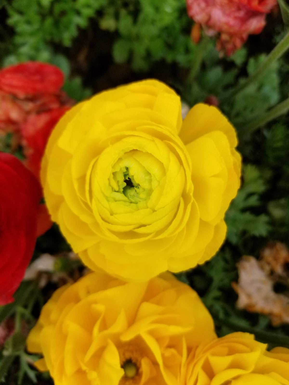 “洋牡丹”花毛茛，照着这4点养护，越长越旺盛