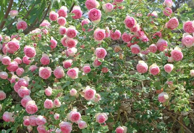 盘点4种爱爬藤的藤本月季，开花量大，容易种植，你值得拥有