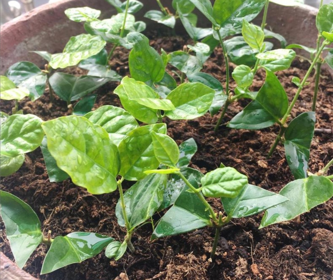 春天养花，植株开始萌芽，有1件事不要做得太早