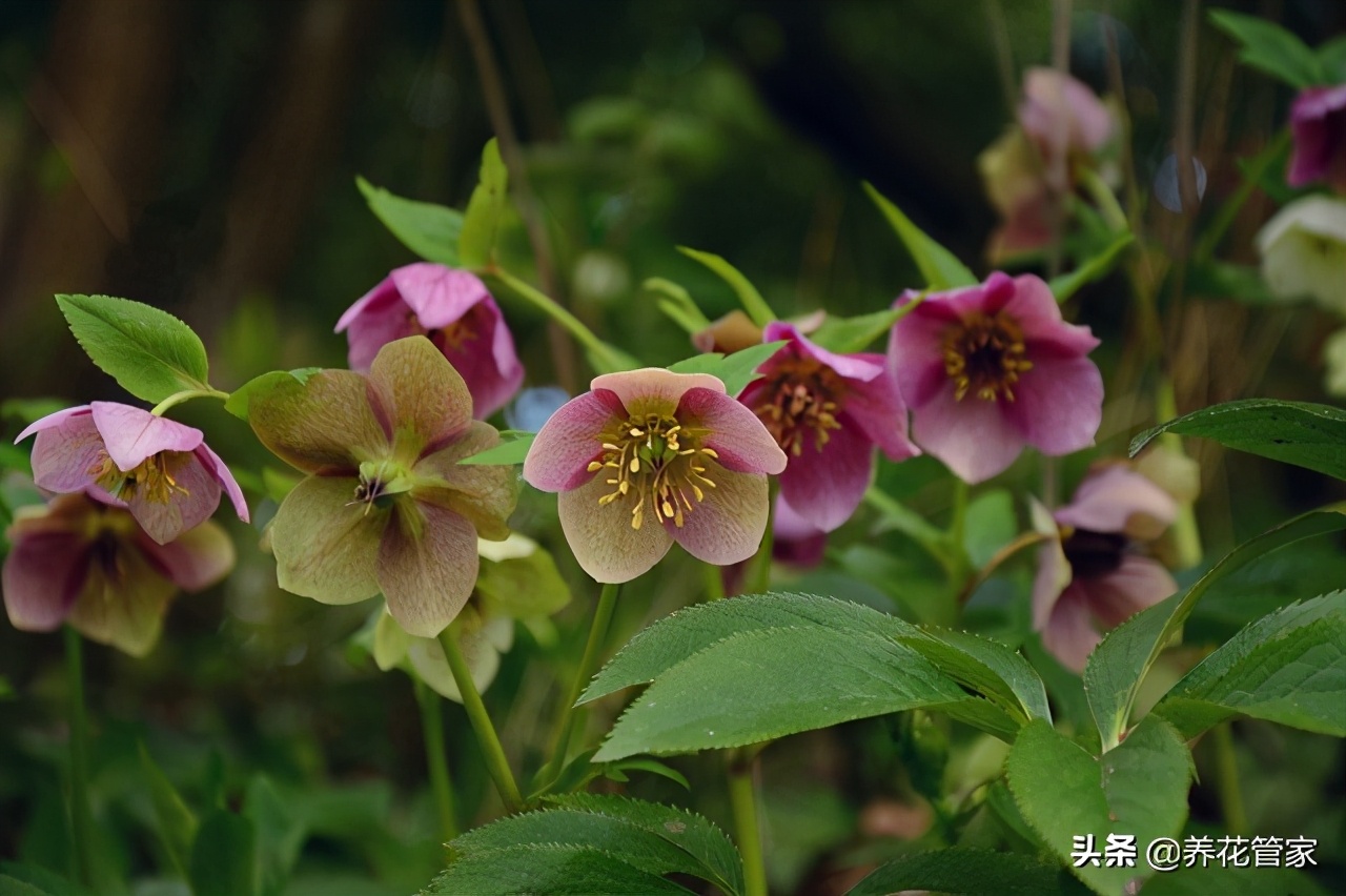 被名字耽误一生的5种花,生的华丽,却无人知晓 被名字耽误一生的5种花,生的华丽,却无人知晓